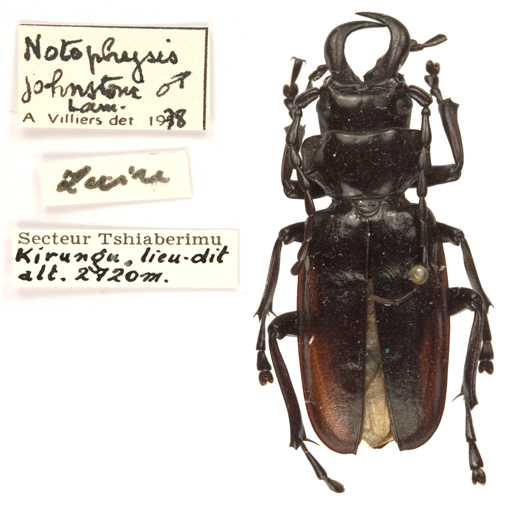 Anthracocentrus arabicus